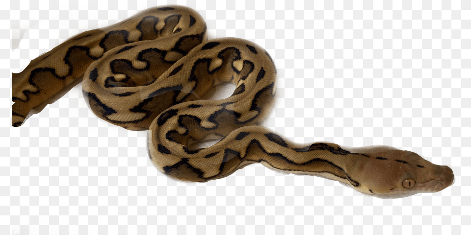 Snakes, Animal, Reptile, Snake, Rock Python Png