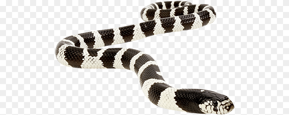 Snakes, Animal, Reptile, Snake, King Snake Png Image