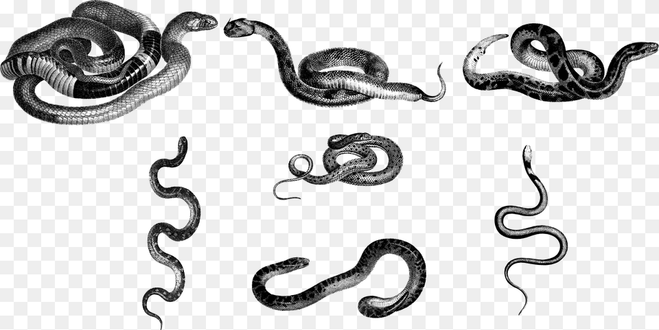 Snakes Animals Line Art Serpents Vipers Vintage Python, Gray Png Image