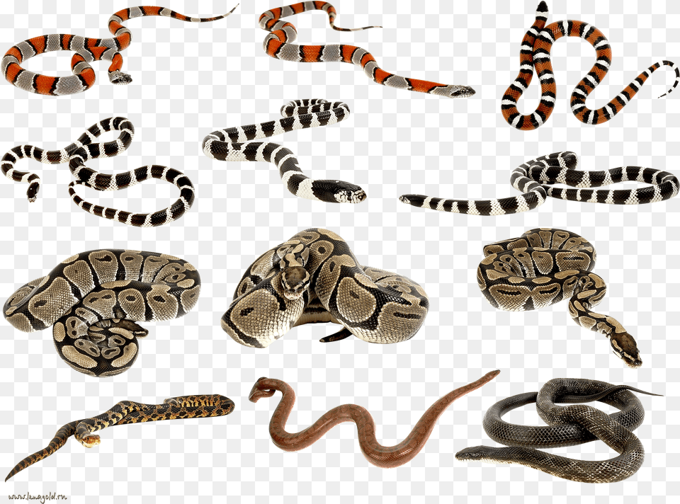 Snakes Clipart, Animal, Reptile, Snake, King Snake Free Png Download