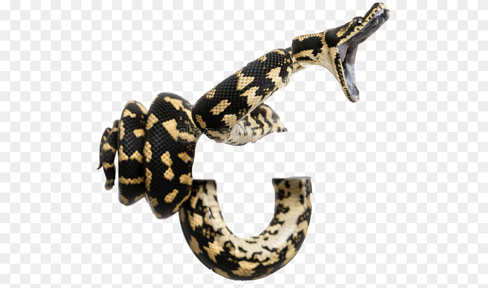 Snakes Coiled Striking Boaconstri Morelia Spilota Cheynei, Animal, Reptile, Snake, Electronics Free Png Download