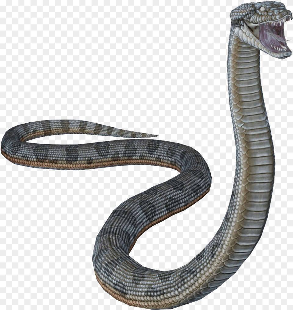Snakes Portable Network Graphics, Animal, Reptile, Snake, Cobra Png