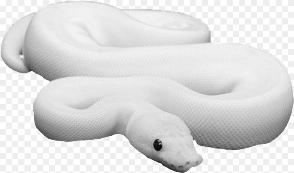 Snakes Snake Freetoedit Leucistic Ball Python, Baby, Person, Animal Free Png