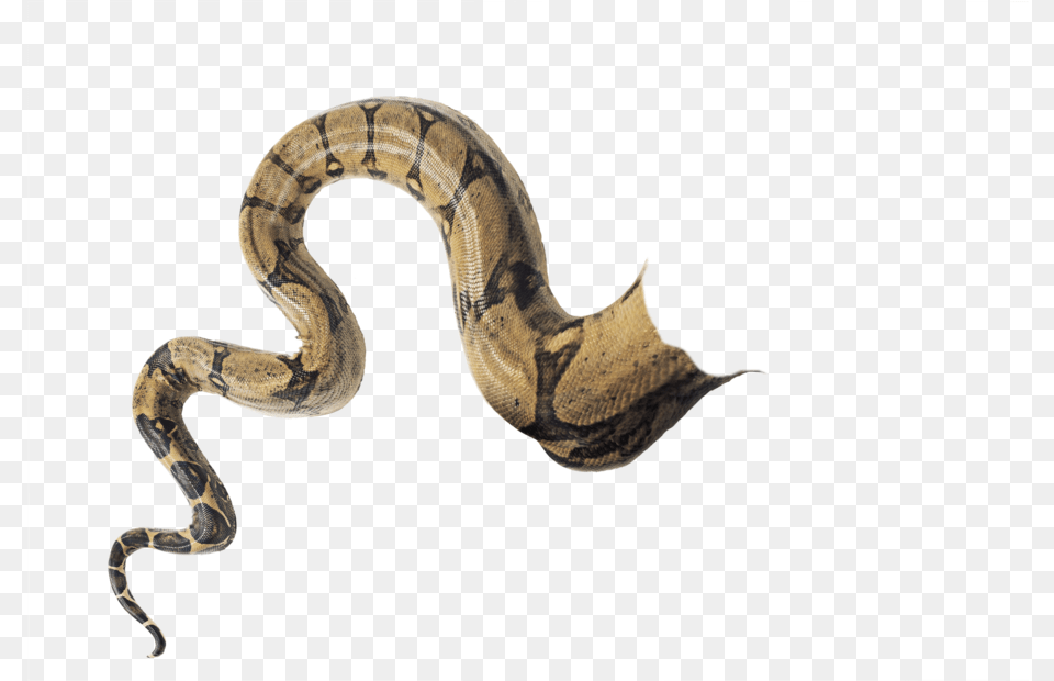 Snaketail Doctoreno By Snake Tail, Animal, Reptile, Rock Python Free Transparent Png