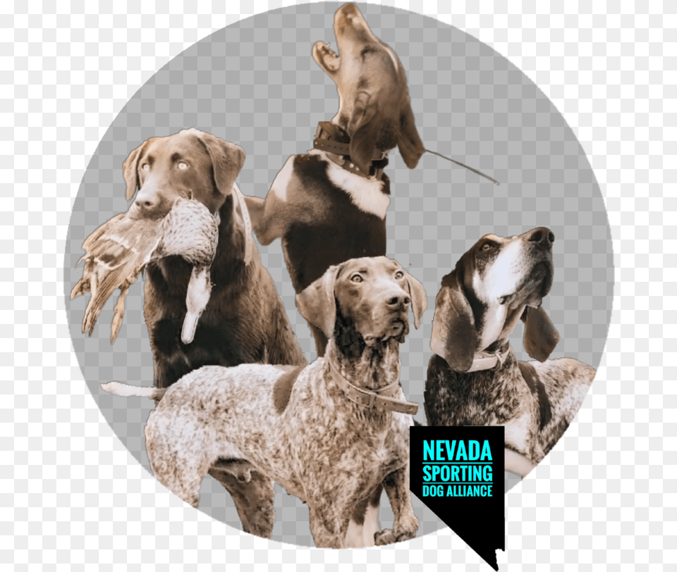 Snapback Hound Logo Pink Dog, Animal, Canine, Mammal, Pet Free Png Download