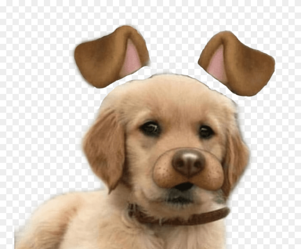 Snapchat Dog Cute Freetoedit Perro Con Filtro De Snapchat, Animal, Canine, Mammal, Pet Png Image