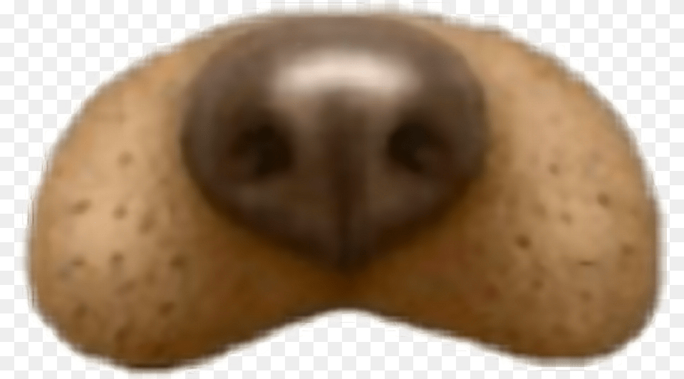 Snapchat Filter Dog Insect, Snout Free Png Download