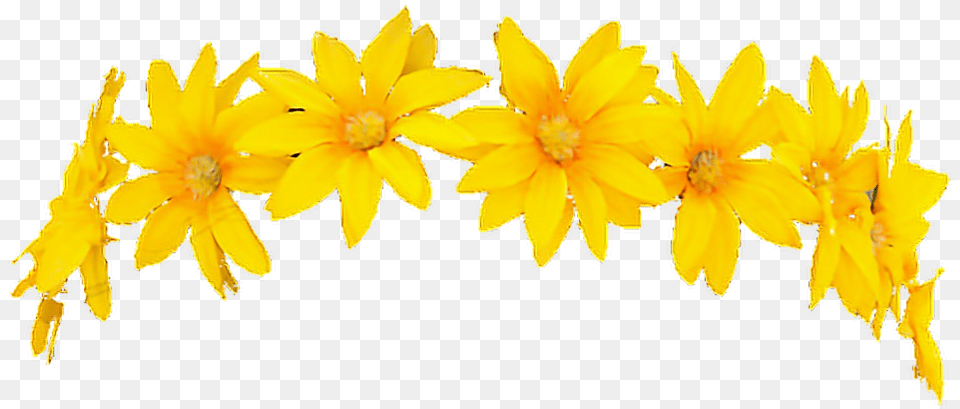 Snapchat Filter Flowercrown Character Render Freetouse Yellow Flower Crown, Anther, Petal, Plant, Daffodil Png Image