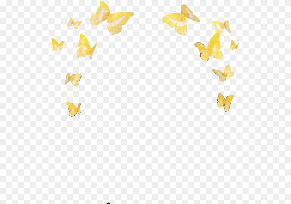 Snapchat Filter Flying Butterfly, Flower, Petal, Plant, Animal Free Transparent Png