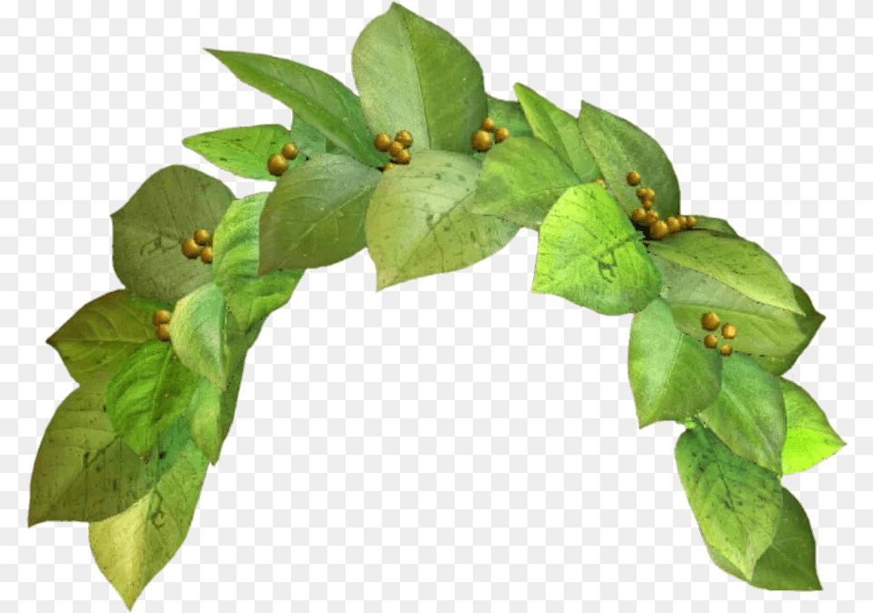 Snapchat Filter Green Crown Clip Arts Leaf Flower Crown, Plant Free Png Download
