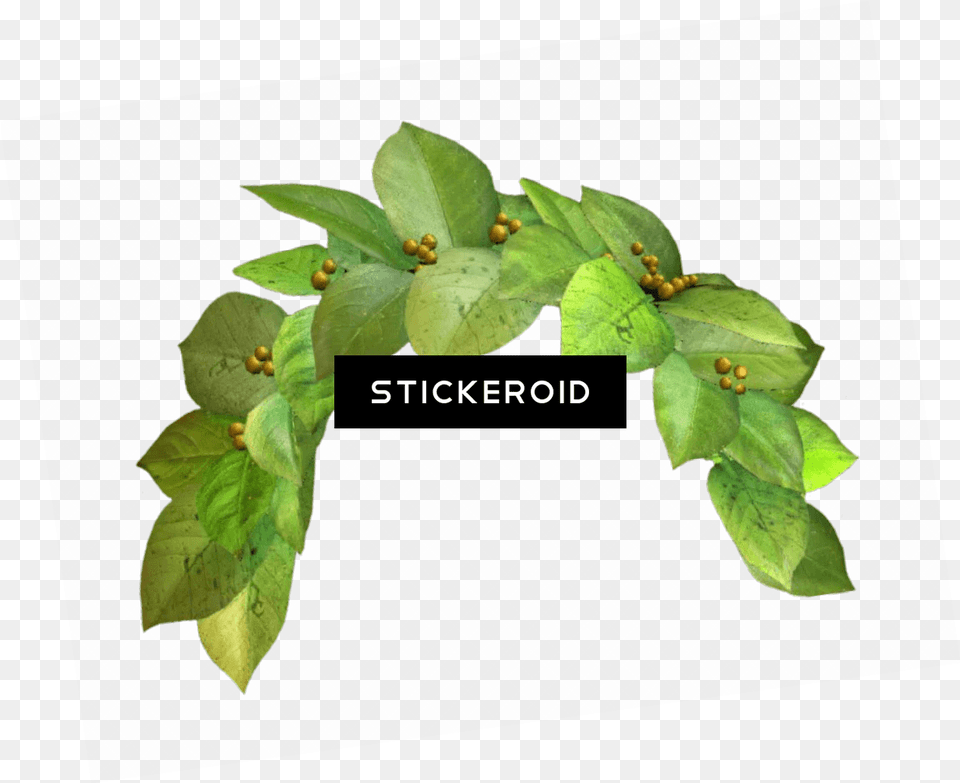 Snapchat Filter Green Crown Snapchat Photo Filter Green Flower Crown, Leaf, Plant Free Transparent Png