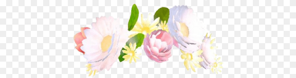 Snapchat Flower Crown Filter, Anemone, Petal, Plant, Daisy Png