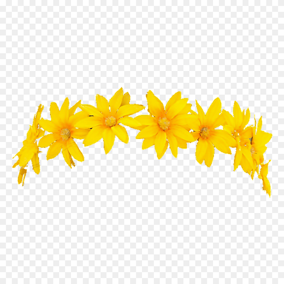 Snapchat Flower Crown Filter, Daffodil, Petal, Plant, Daisy Free Transparent Png