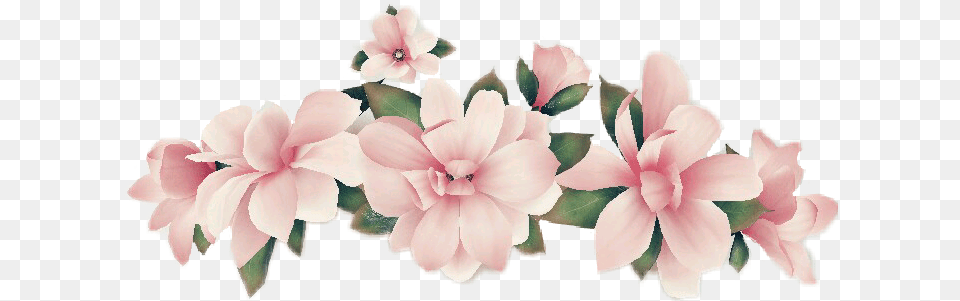 Snapchat Flower Crown Snapchat Flower Filter, Petal, Plant, Geranium Free Transparent Png