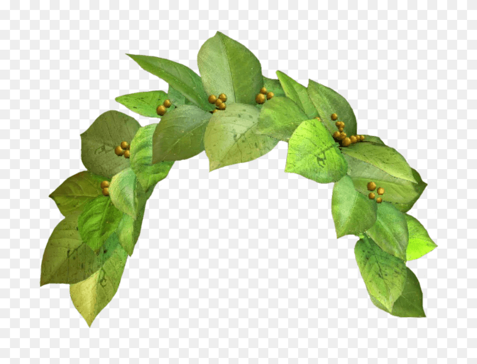 Snapchat Green Flower Crown Leaf, Plant, Arch, Architecture Free Transparent Png