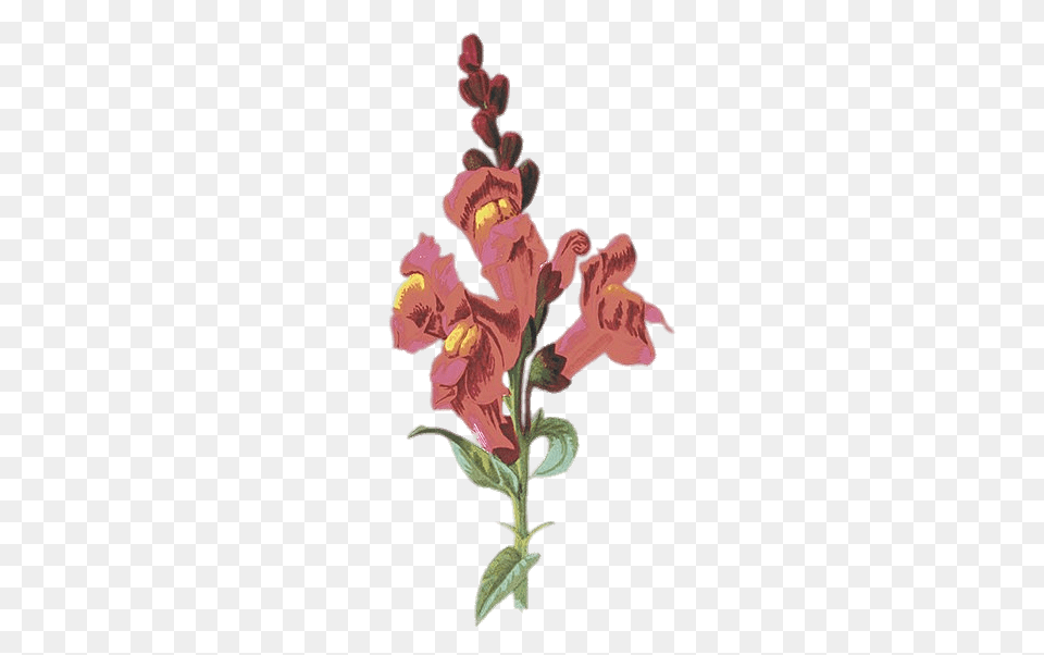 Snapdragon Illustration, Flower, Plant Png