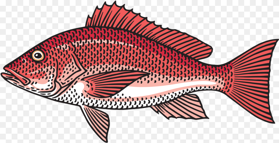 Snapper 1024x540 Red Snapper Clipart, Animal, Fish, Sea Life, Carp Free Transparent Png