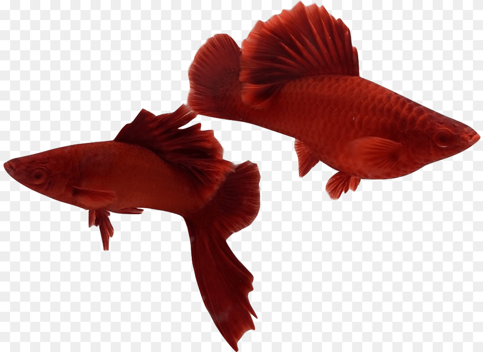 Snapper, Animal, Fish, Sea Life Free Png