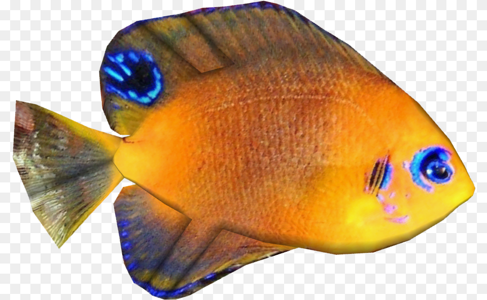 Snapper, Animal, Fish, Sea Life, Angelfish Free Png Download