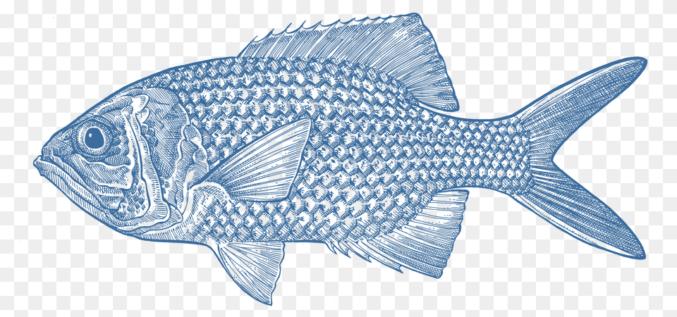 Snapper, Aquatic, Water, Animal, Fish Free Png Download