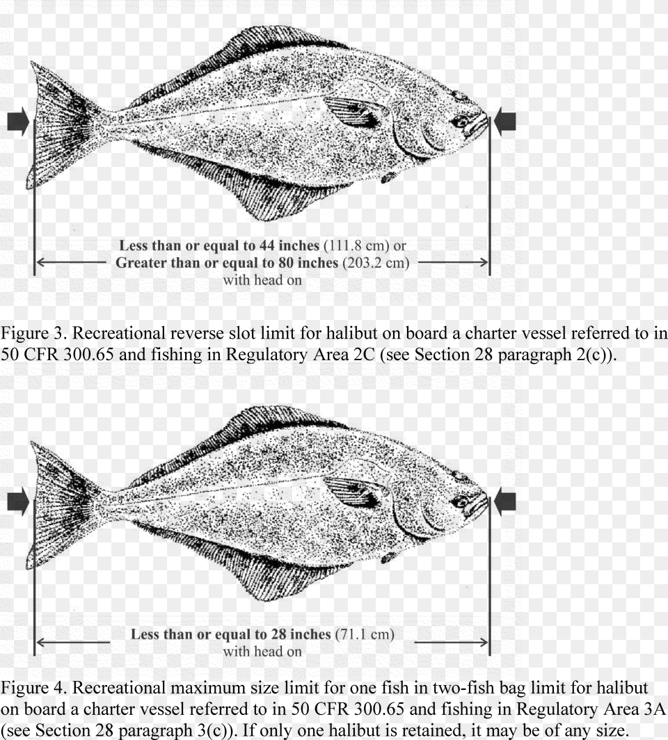 Snapper Download Legally Measure A Halibut, Gray Free Png