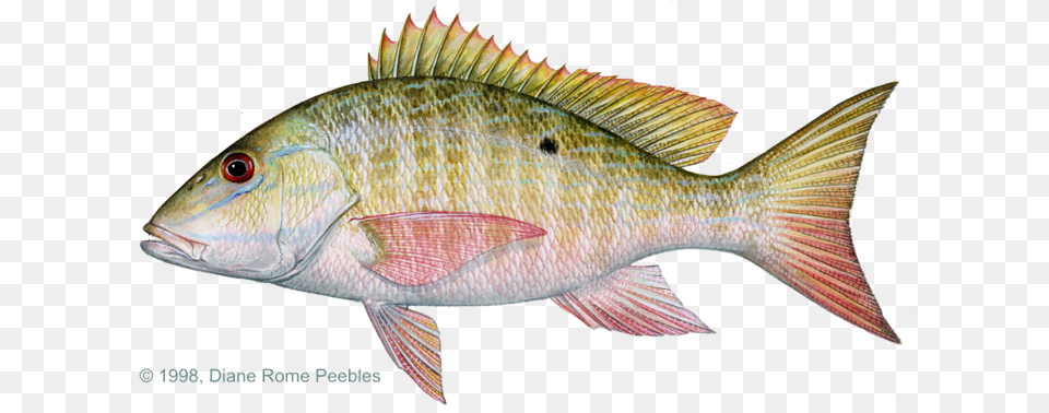 Snapper Mutton Lane Snapper Vs Mutton Snapper, Animal, Fish, Sea Life, Perch Free Png Download