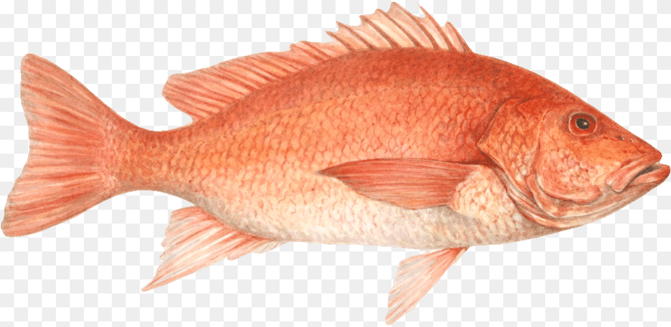 Snapper Red Snapper, Animal, Fish, Sea Life Png