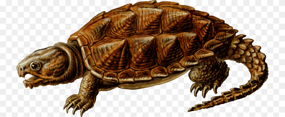 Snapping Alligator Snapping Turtle, Animal, Reptile, Sea Life, Tortoise Free Png Download