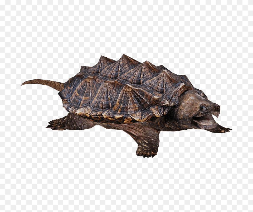 Snapping Turtle, Animal, Reptile, Sea Life, Tortoise Png Image