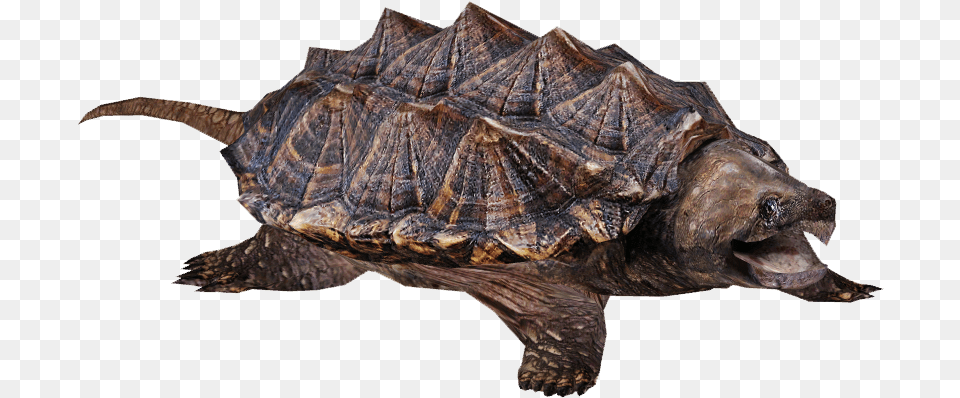 Snapping Turtle Background, Animal, Reptile, Sea Life, Tortoise Free Transparent Png
