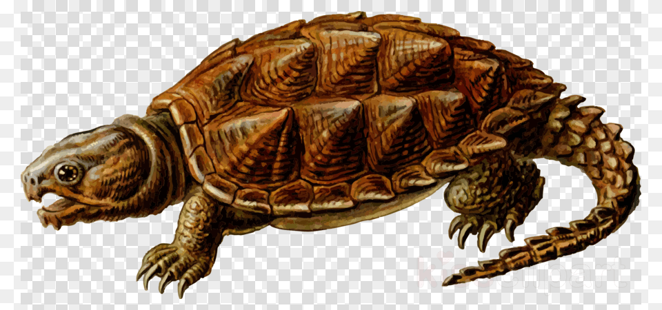 Snapping Turtle Clipart Turtle Reptile Clip Art Clip Art Common Snapping Turtle, Animal, Sea Life, Tortoise, Box Turtle Free Png Download