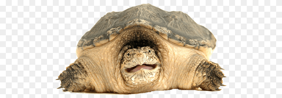 Snapping Turtle Front View, Animal, Reptile, Sea Life, Tortoise Png Image