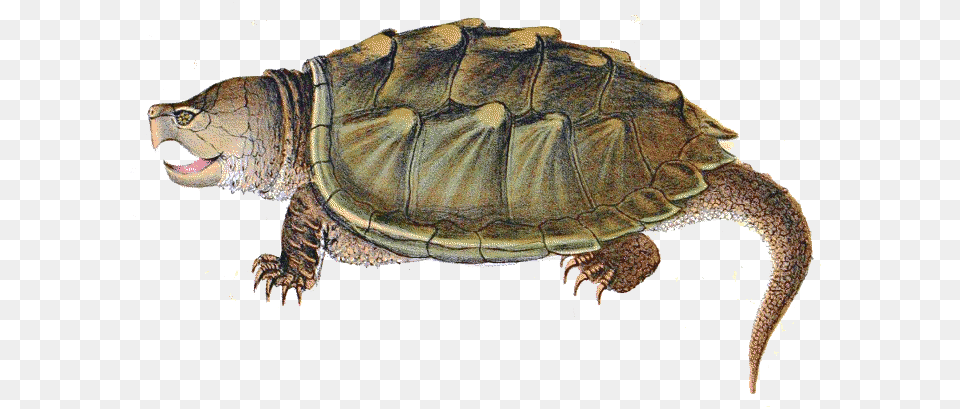 Snapping Turtle Illustration, Animal, Reptile, Sea Life, Tortoise Free Transparent Png