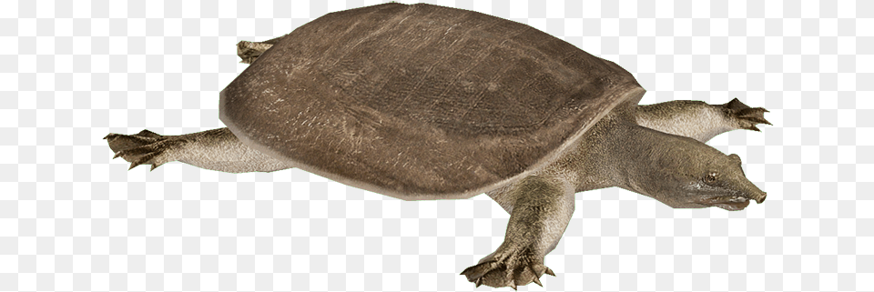 Snapping Turtle Images Chinese Softshell Turtle, Animal, Reptile, Sea Life, Tortoise Png