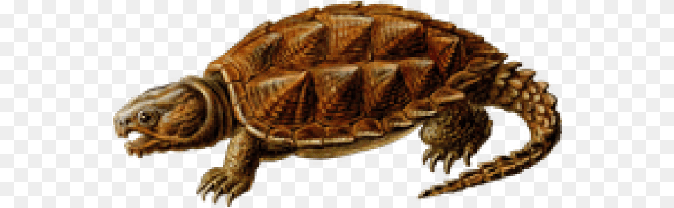 Snapping Turtle Transparent Images, Animal, Tortoise, Sea Life, Reptile Free Png