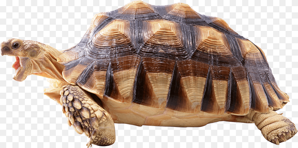 Snapping Turtle Turtle, Animal, Reptile, Sea Life, Tortoise Free Png