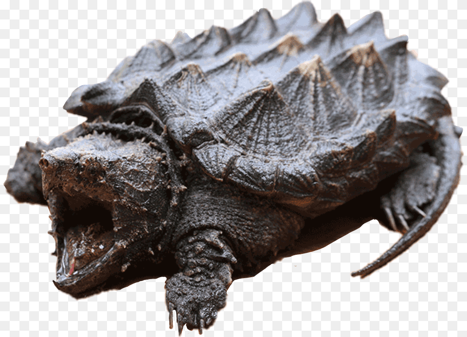 Snappingturtle Turtle Alligatorsnapper Exoticturtle, Animal, Reptile, Sea Life, Tortoise Free Png Download