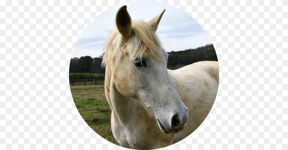 Snickerdoodle Stallion, Animal, Colt Horse, Horse, Mammal Free Png Download