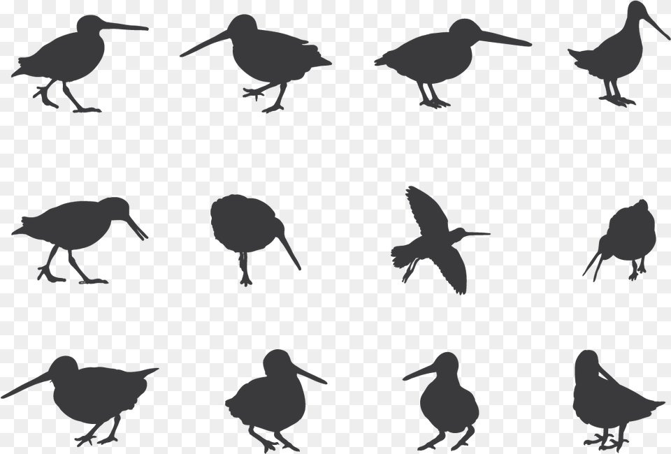 Snipe Bird Silhouette, Stencil, Animal Free Png Download