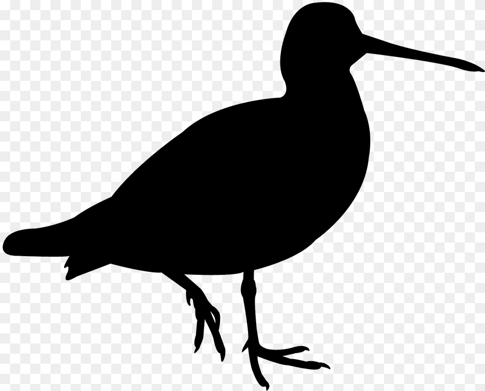 Snipe Silhouette, Animal, Beak, Bird, Fish Png
