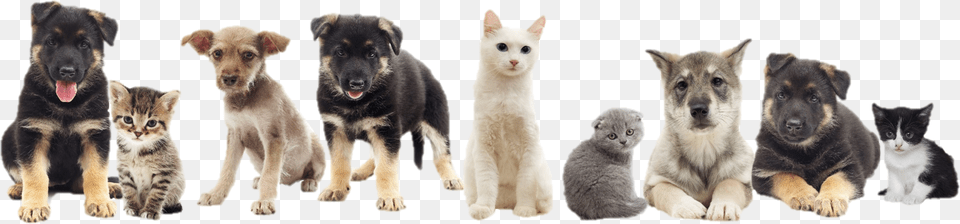 Snippet Citrus Spay And Neuter Pets Cats And Dogs, Animal, Canine, Dog, Mammal Png Image