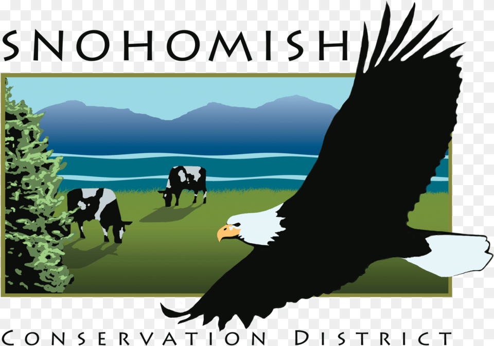 Sno Snohomish Conservation District, Eagle, Animal, Bird, Cattle Png