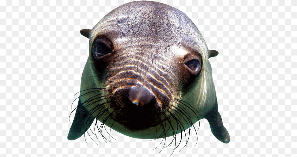 Snorkel Among Bundles For Inquisitive Playful Seals Pinniped, Animal, Mammal, Sea Life, Sea Lion Png Image