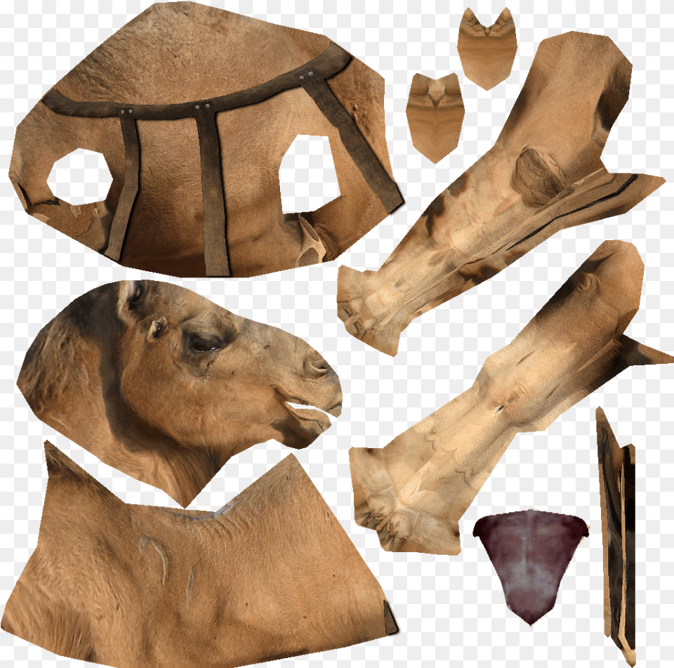 Snout, Wood, Adult, Male, Man Png Image