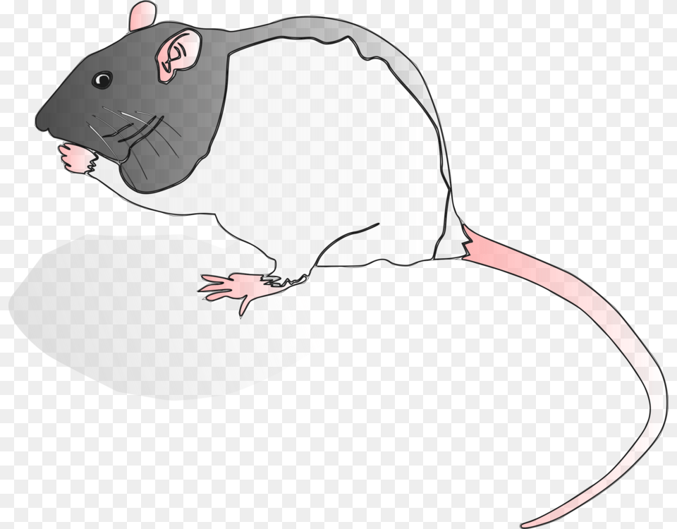 Snoutmuridaetail Rat, Animal, Mammal, Baby, Person Free Png Download