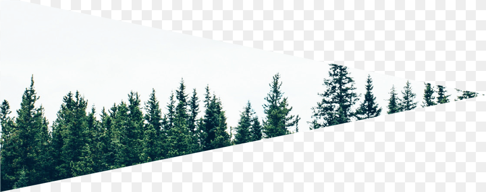 Snow, Conifer, Fir, Pine, Plant Png