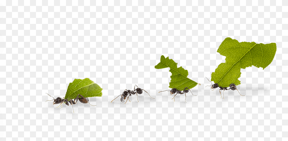 Snow, Leaf, Plant, Animal, Insect Png