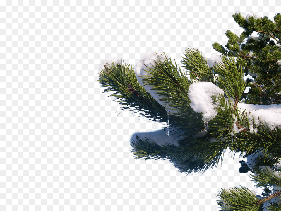 Snow Clip, Conifer, Fir, Pine, Plant Free Transparent Png