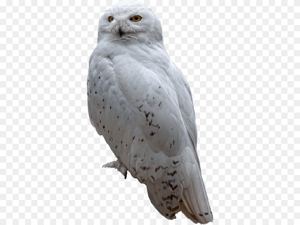 Snow Animal, Bird, Owl Png