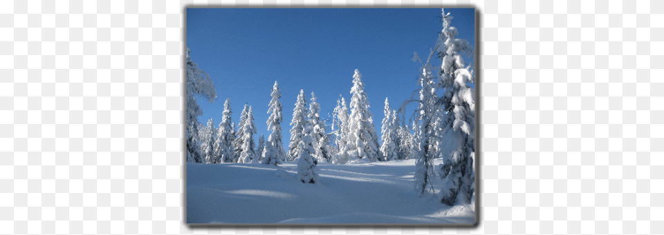 Snow, Fir, Tree, Plant, Ice Free Png